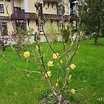 Musik - Historical Apartments,