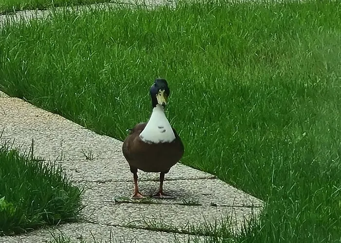 Musik - Historical Apartments, Apartment *